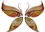 Mu